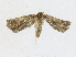  ( - CBG-A17526-A04)  @11 [ ] CreativeCommons - Attribution Share - Alike (2023) CBG Photography Group Centre for Biodiversity Genomics