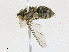  ( - CBG-A17526-C10)  @11 [ ] CreativeCommons - Attribution Share - Alike (2023) CBG Photography Group Centre for Biodiversity Genomics