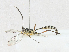  ( - CBG-A17526-F09)  @11 [ ] CreativeCommons - Attribution Share - Alike (2023) CBG Photography Group Centre for Biodiversity Genomics