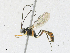  ( - CBG-A17527-A07)  @11 [ ] CreativeCommons - Attribution Share - Alike (2023) CBG Photography Group Centre for Biodiversity Genomics