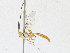  ( - CBG-A17528-B08)  @11 [ ] CreativeCommons - Attribution Share - Alike (2023) CBG Photography Group Centre for Biodiversity Genomics