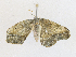  ( - CBG-A17529-C01)  @11 [ ] CreativeCommons - Attribution Share - Alike (2023) CBG Photography Group Centre for Biodiversity Genomics