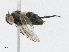  (tachMalaise7320 - CBG-A17530-A04)  @11 [ ] CreativeCommons - Attribution Share - Alike (2023) CBG Photography Group Centre for Biodiversity Genomics