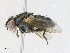  ( - CBG-A17530-D05)  @11 [ ] CreativeCommons - Attribution Share - Alike (2023) CBG Photography Group Centre for Biodiversity Genomics
