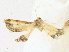  ( - CBG-A17533-D12)  @11 [ ] CreativeCommons - Attribution Share - Alike (2023) CBG Photography Group Centre for Biodiversity Genomics