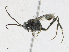  ( - CBG-A17533-F07)  @11 [ ] CreativeCommons - Attribution Share - Alike (2023) CBG Photography Group Centre for Biodiversity Genomics