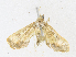 ( - CBG-A17534-A12)  @11 [ ] CreativeCommons - Attribution Share - Alike (2023) CBG Photography Group Centre for Biodiversity Genomics