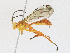 (Neotheronia Malaise3088 - CBG-A17534-B04)  @11 [ ] CreativeCommons - Attribution Share - Alike (2023) CBG Photography Group Centre for Biodiversity Genomics