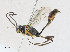 ( - CBG-A17535-E02)  @11 [ ] CreativeCommons - Attribution Share - Alike (2023) CBG Photography Group Centre for Biodiversity Genomics
