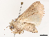  ( - CBG-A53620-A05)  @11 [ ] CreativeCommons - Attribution Share - Alike (2024) CBG Photography Group Centre for Biodiversity Genomics
