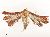  ( - CBG-A53620-G09)  @11 [ ] CreativeCommons - Attribution Share - Alike (2024) CBG Photography Group Centre for Biodiversity Genomics