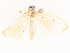  ( - CBG-A53620-H08)  @11 [ ] CreativeCommons - Attribution Share - Alike (2024) CBG Photography Group Centre for Biodiversity Genomics