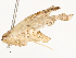  ( - CBG-A54409-A08)  @11 [ ] CreativeCommons - Attribution Share - Alike (2024) CBG Photography Group Centre for Biodiversity Genomics