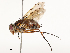  ( - CBG-A54409-D03)  @11 [ ] CreativeCommons - Attribution Share - Alike (2024) CBG Photography Group Centre for Biodiversity Genomics