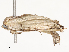  ( - CBG-A54410-A02)  @11 [ ] CreativeCommons - Attribution Share - Alike (2024) CBG Photography Group Centre for Biodiversity Genomics
