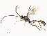  ( - CBG-A54413-E12)  @11 [ ] CreativeCommons - Attribution Share - Alike (2024) CBG Photography Group Centre for Biodiversity Genomics