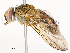  ( - CBG-A54413-F11)  @11 [ ] CreativeCommons - Attribution Share - Alike (2024) CBG Photography Group Centre for Biodiversity Genomics