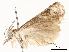  ( - CBG-A54414-D08)  @11 [ ] CreativeCommons - Attribution Share - Alike (2024) CBG Photography Group Centre for Biodiversity Genomics