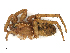  ( - CBG-A54415-H11)  @11 [ ] CreativeCommons - Attribution Share-Alike (2024) CBG Photography Group Centre for Biodiversity Genomics