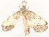  ( - CBG-A54450-F03)  @11 [ ] CreativeCommons - Attribution Share - Alike (2024) CBG Photography Group Centre for Biodiversity Genomics