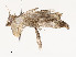  ( - CBG-A54451-A03)  @11 [ ] CreativeCommons - Attribution Share - Alike (2024) CBG Photography Group Centre for Biodiversity Genomics