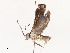  ( - CBG-A54451-A08)  @11 [ ] CreativeCommons - Attribution Share - Alike (2024) CBG Photography Group Centre for Biodiversity Genomics