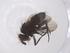  (Chaetostigmoptera Malaise1654 - CBG-A55642-B04)  @11 [ ] CreativeCommons - Attribution Share - Alike (2024) Centre for Biodiversity Genomics Centre for Biodiversity Genomics