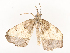  ( - CBG-A58569-C01)  @11 [ ] CreativeCommons - Attribution Share - Alike (2024) CBG Photography Group Centre for Biodiversity Genomics