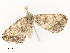  ( - CBG-A58569-C02)  @11 [ ] CreativeCommons - Attribution Share - Alike (2024) CBG Photography Group Centre for Biodiversity Genomics