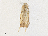  ( - CBG-A33464-G02)  @11 [ ] CreativeCommons - Attribution Share - Alike (2024) CBG Photography Group Centre for Biodiversity Genomics