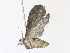  ( - CBG-A33464-G12)  @11 [ ] CreativeCommons - Attribution Share - Alike (2024) CBG Photography Group Centre for Biodiversity Genomics