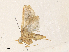  ( - CBG-A33464-H05)  @11 [ ] CreativeCommons - Attribution Share - Alike (2024) CBG Photography Group Centre for Biodiversity Genomics