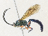  (Coelichneumon Malaise4084 - CBG-A33465-B08)  @11 [ ] CreativeCommons - Attribution Share - Alike (2024) CBG Photography Group Centre for Biodiversity Genomics