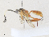  ( - CBG-A33465-F04)  @11 [ ] CreativeCommons - Attribution Share - Alike (2024) CBG Photography Group Centre for Biodiversity Genomics