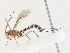  ( - CBG-A33465-G02)  @11 [ ] CreativeCommons - Attribution Share - Alike (2024) CBG Photography Group Centre for Biodiversity Genomics