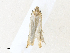  ( - CBG-A33467-D09)  @11 [ ] CreativeCommons - Attribution Share - Alike (2024) CBG Photography Group Centre for Biodiversity Genomics