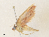  ( - CBG-A33468-D06)  @11 [ ] CreativeCommons - Attribution Share - Alike (2024) CBG Photography Group Centre for Biodiversity Genomics