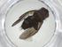  (Chaetostigmoptera Malaise7137 - CBG-A34037-F12)  @11 [ ] CreativeCommons - Attribution Share - Alike (2024) Centre for Biodiversity Genomics Centre for Biodiversity Genomics