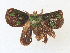  ( - CBG-A34312-A12)  @11 [ ] CreativeCommons - Attribution Share - Alike (2024) CBG Photography Group Centre for Biodiversity Genomics