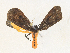  ( - CBG-A34312-B01)  @11 [ ] CreativeCommons - Attribution Share - Alike (2024) CBG Photography Group Centre for Biodiversity Genomics