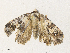  ( - CBG-A34312-B05)  @11 [ ] CreativeCommons - Attribution Share - Alike (2024) CBG Photography Group Centre for Biodiversity Genomics