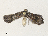  ( - CBG-A34312-C04)  @11 [ ] CreativeCommons - Attribution Share - Alike (2024) CBG Photography Group Centre for Biodiversity Genomics