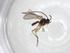  (Dinotrema Malaise2500 - CBG-A34791-H01)  @11 [ ] CreativeCommons - Attribution Share - Alike (2024) Centre for Biodiversity Genomics Centre for Biodiversity Genomics