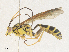  ( - CBG-A35183-F01)  @11 [ ] CreativeCommons - Attribution Share - Alike (2024) CBG Photography Group Centre for Biodiversity Genomics
