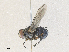  ( - CBG-A35183-F02)  @11 [ ] CreativeCommons - Attribution Share - Alike (2024) CBG Photography Group Centre for Biodiversity Genomics