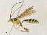  ( - CBG-A35184-D04)  @11 [ ] CreativeCommons - Attribution Share - Alike (2024) CBG Photography Group Centre for Biodiversity Genomics