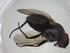  (Phytomyptera Malaise9417 - CBG-A35880-A11)  @11 [ ] CreativeCommons - Attribution Share - Alike (2024) Centre for Biodiversity Genomics Centre for Biodiversity Genomics