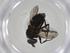  (Phytomyptera Malaise1643 - CBG-A35880-G03)  @11 [ ] CreativeCommons - Attribution Share - Alike (2024) Centre for Biodiversity Genomics Centre for Biodiversity Genomics