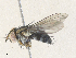  ( - CBG-A36742-C03)  @11 [ ] CreativeCommons - Attribution Share - Alike (2024) CBG Photography Group Centre for Biodiversity Genomics
