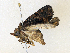  ( - CBG-A36756-H08)  @11 [ ] CreativeCommons - Attribution Share-Alike (2024) CBG Photography Group Centre for Biodiversity Genomics